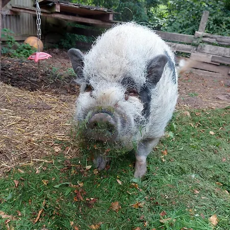 Vakantiehuis Gemuetliches Haus Mit Zuber, Naturnah!