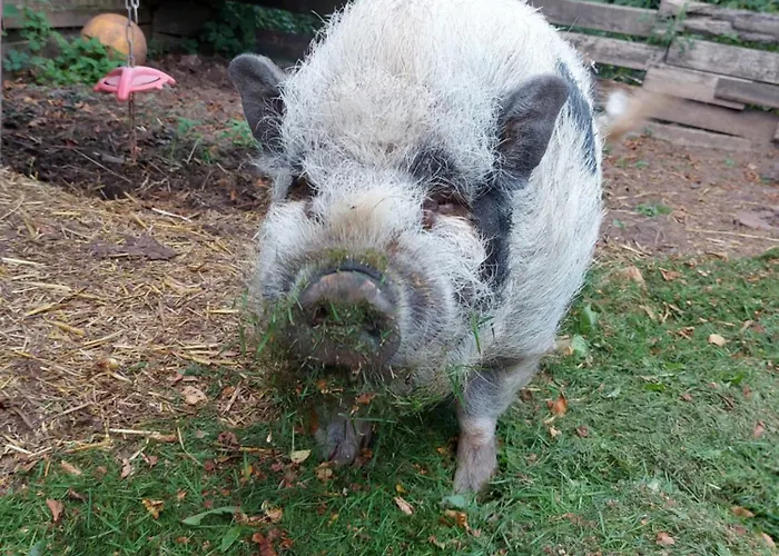 Vakantiehuis Gemuetliches Haus Mit Zuber, Naturnah!
